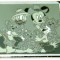 WDW - Cast Lanyard Series 2 (Safari Snapshots #4)